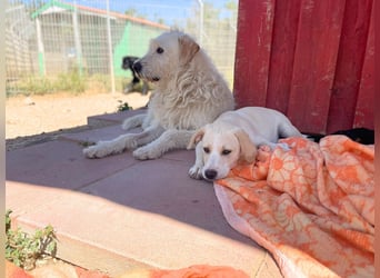 Ferula - Kleine Persönlichkeit sucht große Liebe!