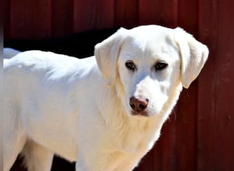 Heidi – fröhlich, ausgeglichen und verschmust