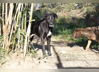 Trilly - Sonnenschein auf vier Pfoten sucht ihr Körbchen
