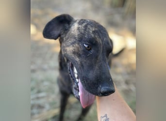 Amos – Wunderschöner, neugieriger Jungspund sucht seinen Platz im Leben