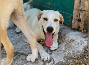 Ferula - Kleine Persönlichkeit sucht große Liebe!