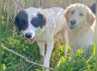 Paloma - sensible Hündin sucht ruhiges zu Hause für immer