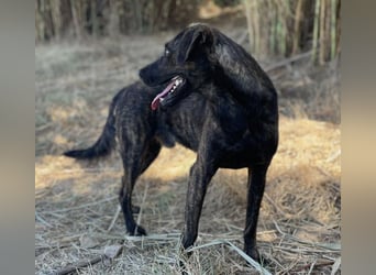 Amos – Wunderschöner, neugieriger Jungspund sucht seinen Platz im Leben