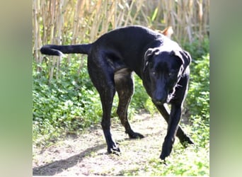 Tasia - kleine große Schönheit sucht ein Willkommen in einem Für-immer-Zuhause