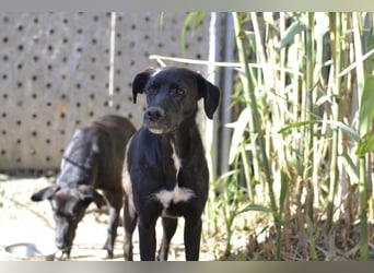 Daphne - Sonnenschein auf vier Pfoten sucht ihr Körbchen