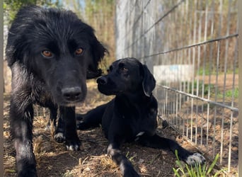 Carolina - ein Herz auf vier Pfoten!