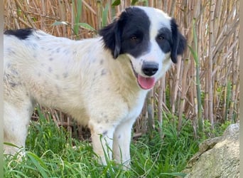 Paloma - sensible Hündin sucht ruhiges zu Hause für immer