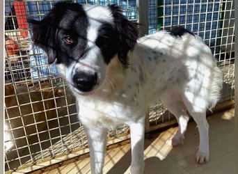 Paloma - sensible Hündin sucht ruhiges zu Hause für immer