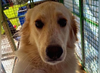 Rosa – wunderschön und sanft