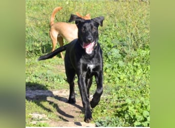 Tasia - kleine große Schönheit sucht ein Willkommen in einem Für-immer-Zuhause