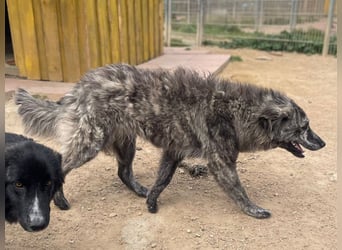 Chira - eine sanfte Begleiterin mit großem Herz sucht ihr Glück