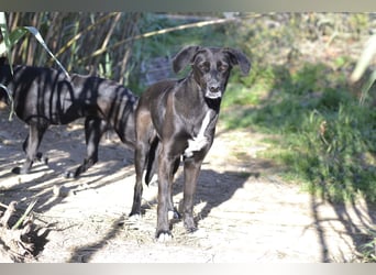 Trilly - Sonnenschein auf vier Pfoten sucht ihr Körbchen