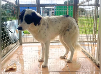 Paloma - sensible Hündin sucht ruhiges zu Hause für immer