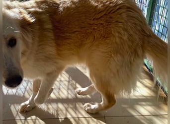 Rosa – wunderschön und sanft