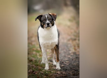 Kyra- lebensfrohe Hündin wartet bei Köln