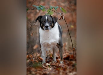 Kyra- lebensfrohe Hündin wartet bei Köln