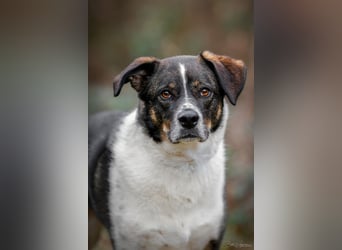 Kyra- lebensfrohe Hündin wartet bei Köln