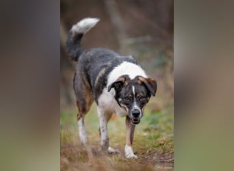 Kyra- lebensfrohe Hündin wartet bei Köln