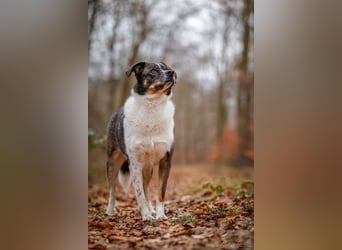 Kyra- lebensfrohe Hündin wartet bei Köln