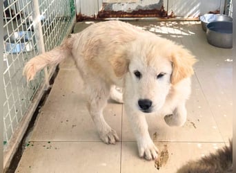 Jamy – Goldstück auf der Suche nach dem großen Glück!