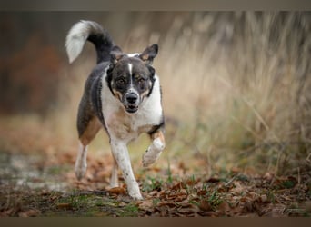 Kyra- lebensfrohe Hündin wartet bei Köln
