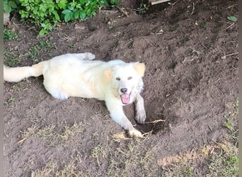Jamy – Goldstück auf der Suche nach dem großen Glück!
