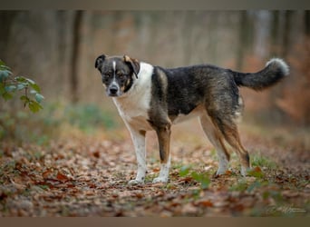 Kyra- lebensfrohe Hündin wartet bei Köln
