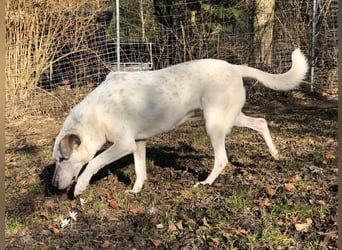 Ayla wartet in 50127 Bergheim