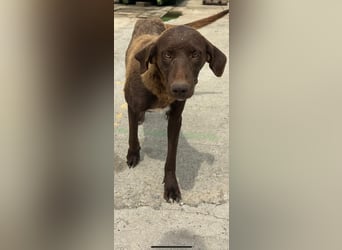 MOLLY sucht ein Zuhause