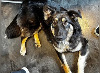 Nala sucht ein Zuhause