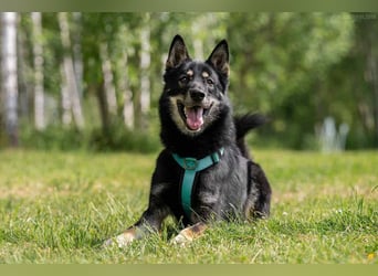 Sozialer Grey sucht liebevolles Zuhause