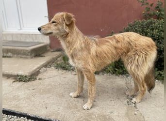 TUULI sucht ein zu Hause