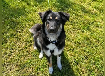 Nala sucht ein Zuhause