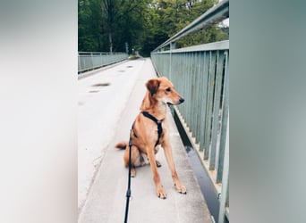 Muffin - sucht aufgrund veränderter Lebenssituation des Besitzers ein neues Zuhause