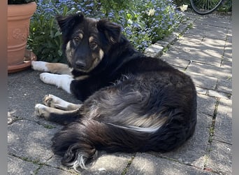 Fejella sucht ein Zuhause