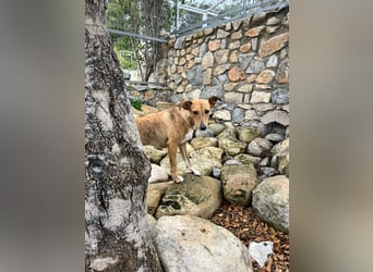 Roupi sucht ein Zuhause