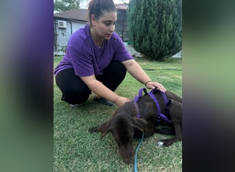 MOLLY sucht ein Zuhause