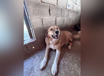 SEBASTIAN sucht ein Zuhause