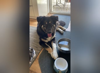 Fejella sucht ein Zuhause