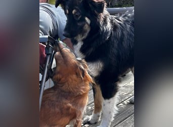 Fejella sucht ein Zuhause