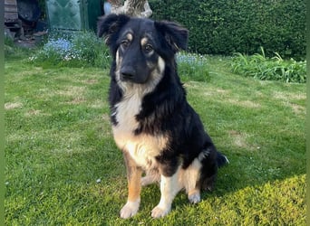 Fejella sucht ein Zuhause