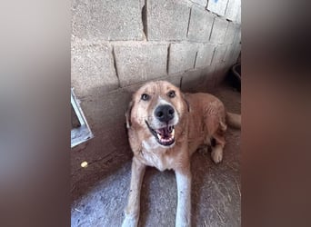 SEBASTIAN sucht ein Zuhause