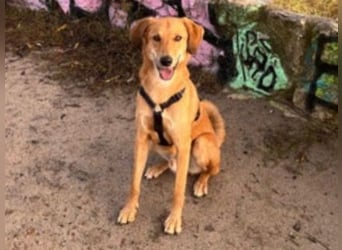 Muffin - sucht aufgrund veränderter Lebenssituation des Besitzers ein neues Zuhause