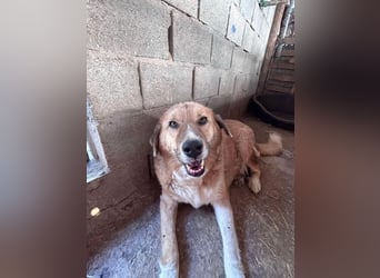 SEBASTIAN sucht ein Zuhause