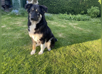 Nala sucht ein Zuhause