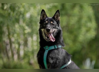 Sozialer Grey sucht liebevolles Zuhause