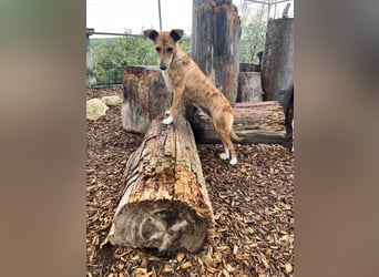 Roupi sucht ein Zuhause