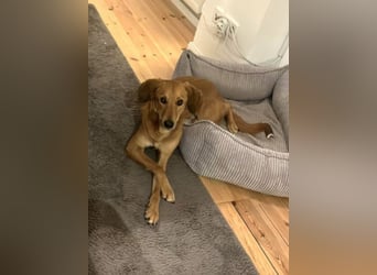 Muffin - sucht aufgrund veränderter Lebenssituation des Besitzers ein neues Zuhause