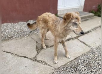 TUULI sucht ein zu Hause