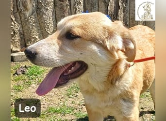Leo – der kleine Beobachter mit großen Plänen!